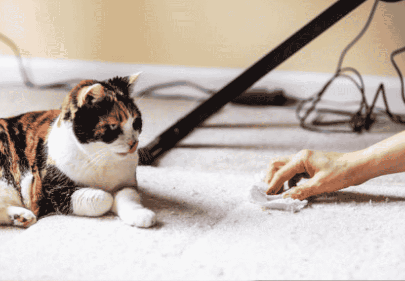 Cat resting on the carpet while a person picks up something with their hand